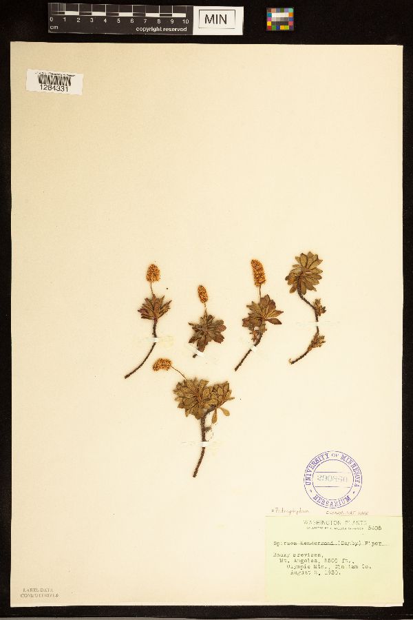 Spiraea hendersonii image