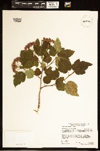 Image of Physocarpus opulifolius