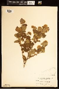 Image of Physocarpus malvaceous