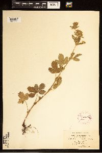 Potentilla norvegica image