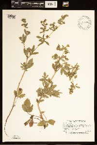 Potentilla norvegica image