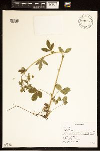 Potentilla norvegica image