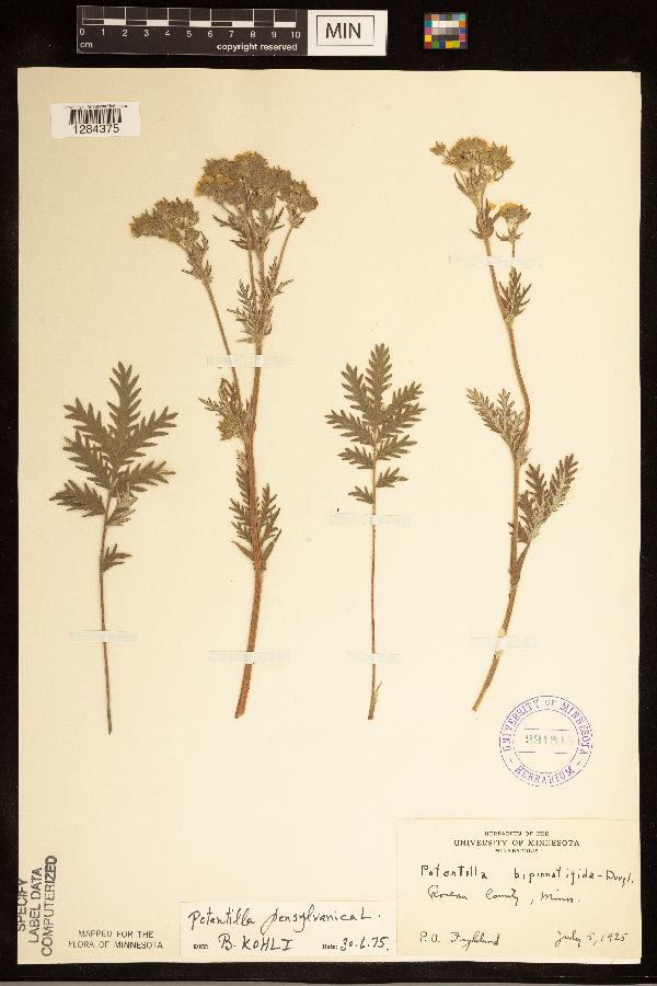 Potentilla bipinnatifida image