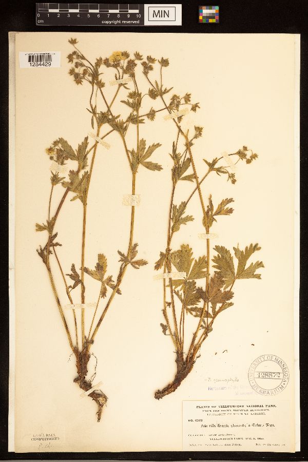 Potentilla dissecta var. glaucophylla image