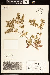 Potentilla norvegica image