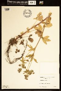 Potentilla norvegica image