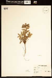 Potentilla norvegica image