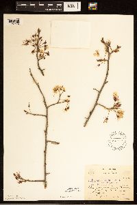 Prunus nigra image