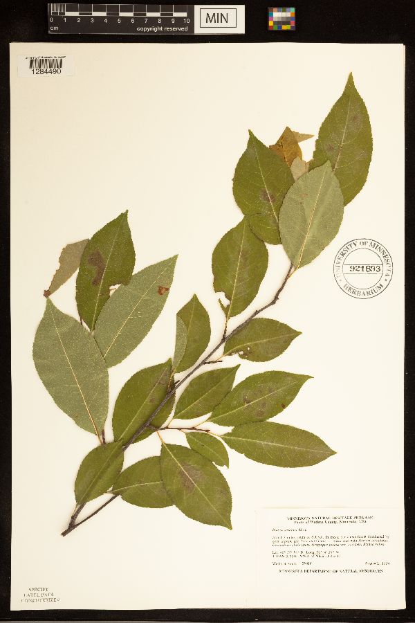 Prunus serotina image