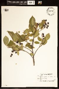 Prunus virginiana image