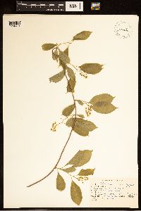 Prunus virginiana image