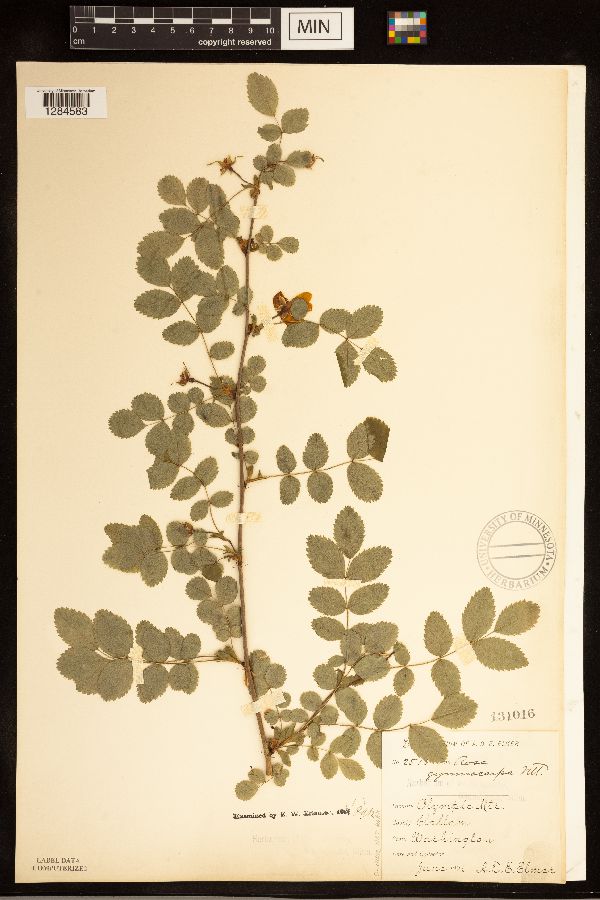 Rosa gymnocarpa image