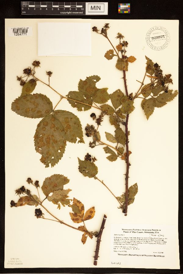 Rubus rosa image