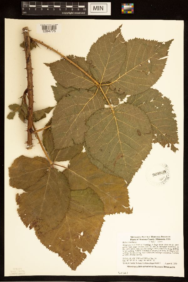 Rubus rosa image