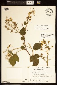 Rubus alumnus image