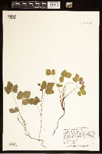 Rubus arcticus subsp. acaulis image