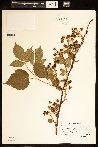 Rubus canadensis image