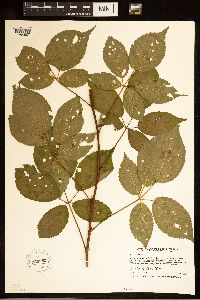 Rubus canadensis image