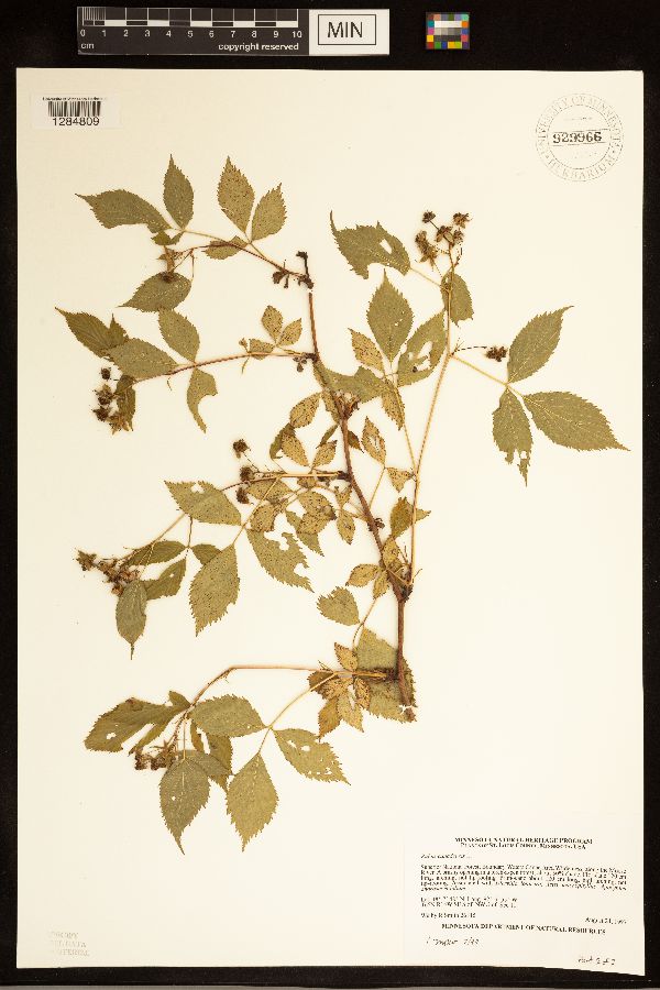 Rubus canadensis image