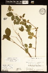 Rubus ferrofluvius image