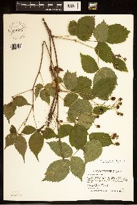 Rubus ferrofluvius image