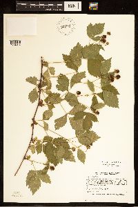 Rubus ferrofluvius image