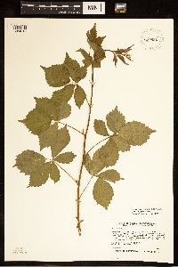 Rubus ferrofluvius image