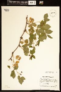 Rubus ferrofluvius image