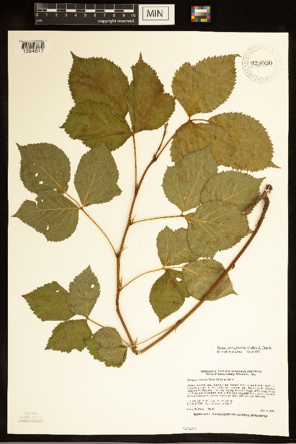 Rubus image