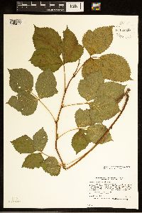 Rubus ferrofluvius image