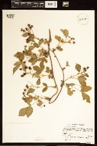 Rubus ferrofluvius image