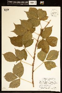 Rubus ferrofluvius image