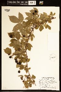 Rubus ferrofluvius image