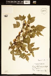 Rubus ferrofluvius image