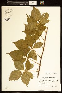 Rubus ferrofluvius image