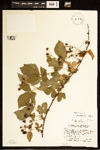 Rubus ferrofluvius image