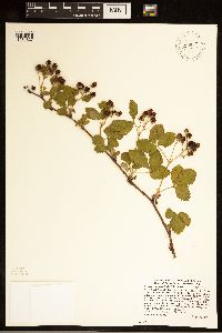 Rubus ferrofluvius image