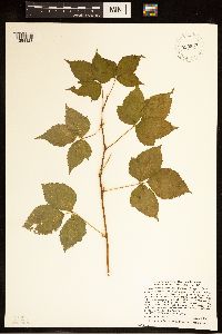 Rubus ferrofluvius image