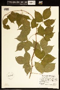 Rubus ferrofluvius image