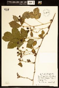 Rubus ferrofluvius image