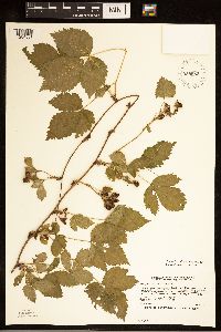 Rubus ferrofluvius image