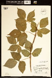 Rubus ferrofluvius image