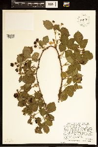 Rubus ferrofluvius image