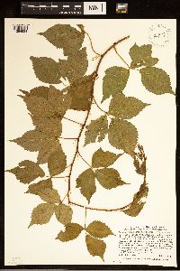 Rubus ferrofluvius image