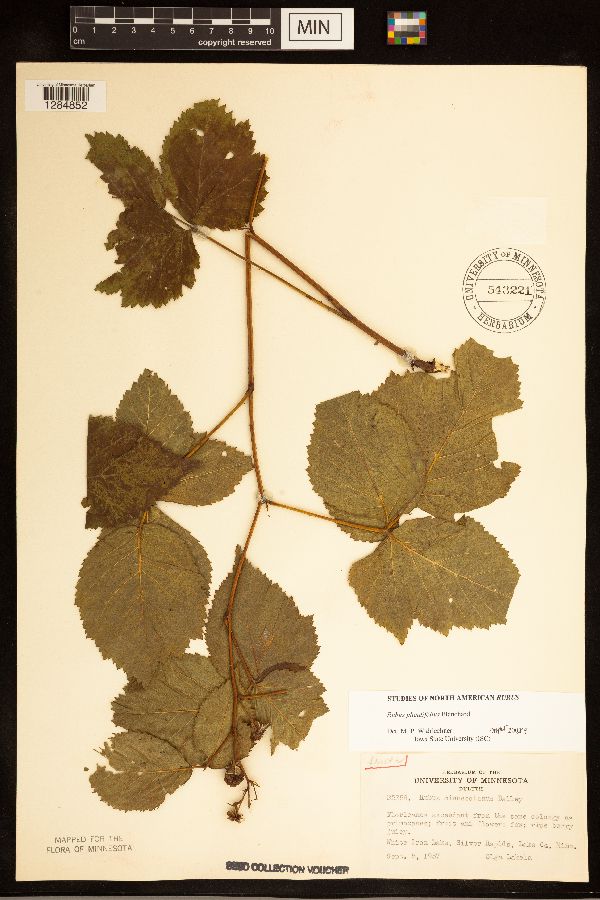 Rubus heterophyllus image