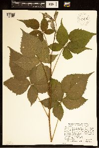 Rubus satis image