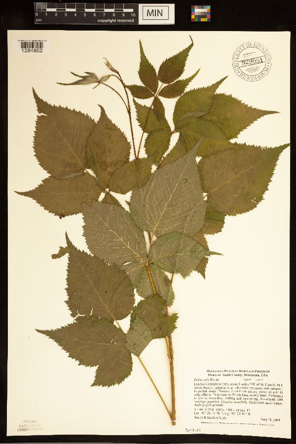 Rubus satis image