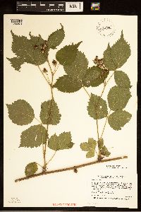 Rubus satis image
