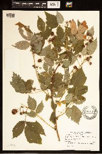 Rubus idaeus image