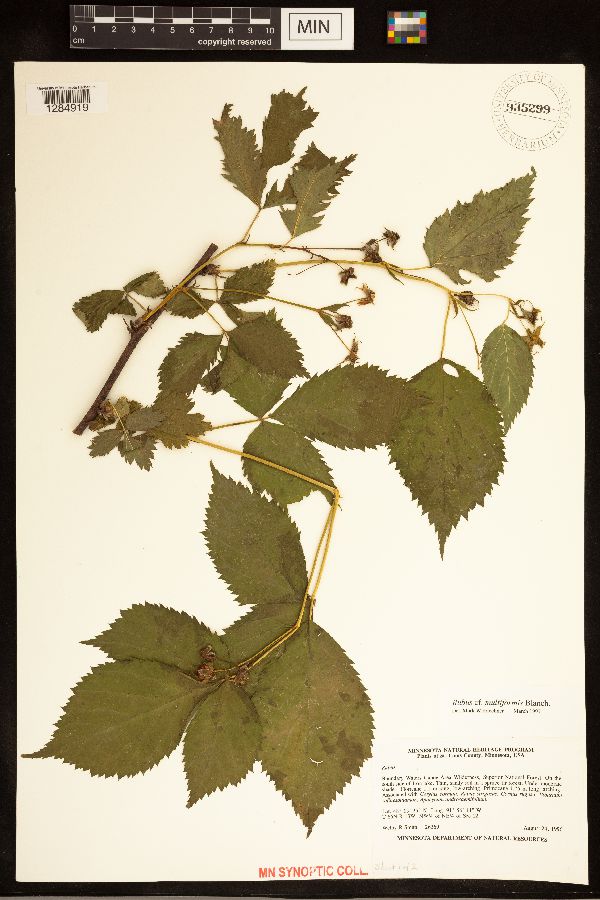 Rubus multiformis image